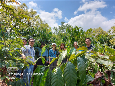 Vingroup Innovation Foundation sponsored INNSA project to develop a Smart and Innovative Agricultural Platform for sustainable coffee value chain in Vietnam